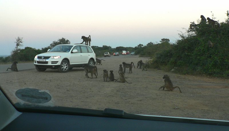 JAR 346_pav.JPG - Drzost paviánů je proslavená. Nejlepší, že řidič bílého VW o černém pasažéru nic nevěděl. A koukal na nás jak na blázny, když jsme mu ukazovali palcem nahoru, asi si myslel, že ho stopujeme.